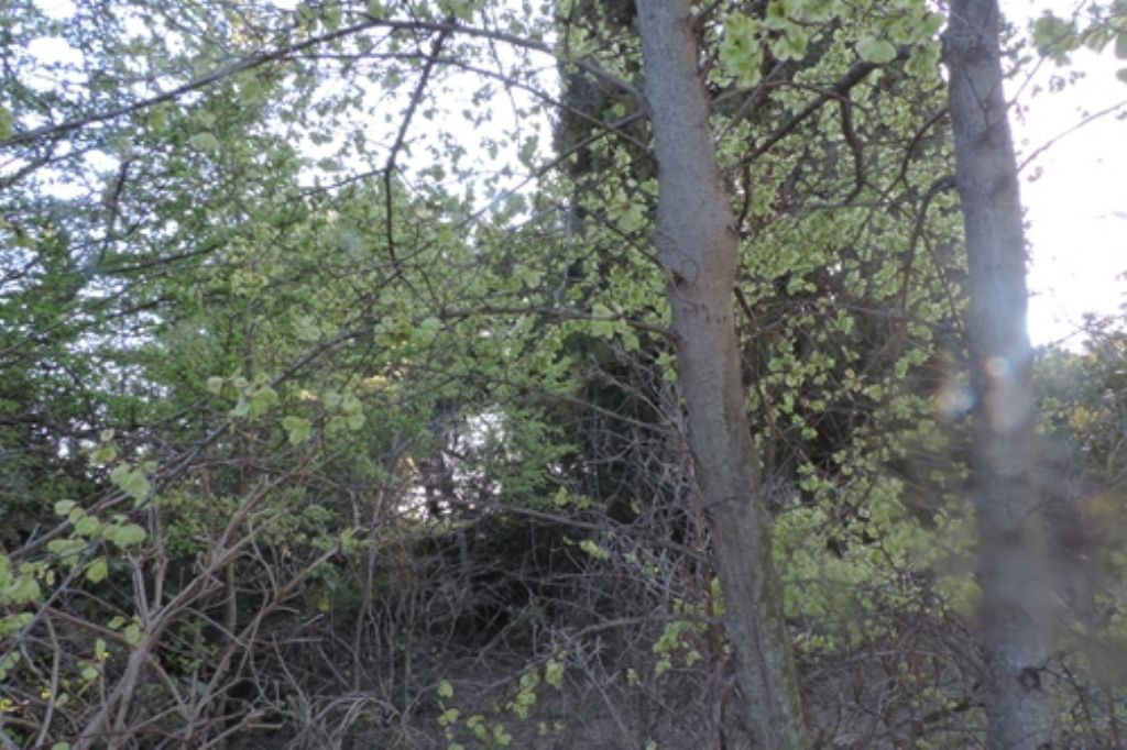 Albero da id.: Ulmus sp.